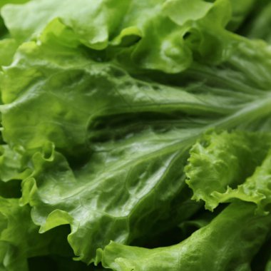 Stüdyo yansıma yeşil salata doku seçilen odak.