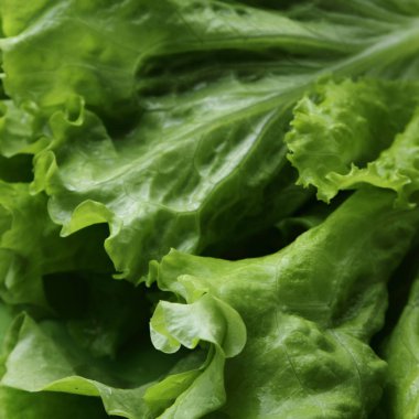 Stüdyo yansıma yeşil salata doku seçilen odak.