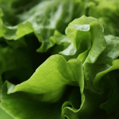 Stüdyo yansıma yeşil salata doku seçilen odak.