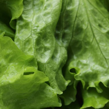 Stüdyo yansıma yeşil salata doku seçilen odak.