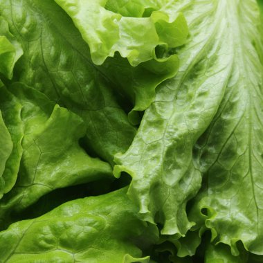 Stüdyo yansıma yeşil salata doku seçilen odak.