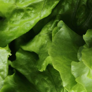 Stüdyo yansıma yeşil salata doku seçilen odak.