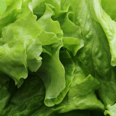 Stüdyo yansıma yeşil salata doku seçilen odak.