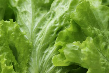 Stüdyo yansıma yeşil salata doku seçilen odak.