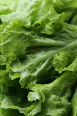 Stüdyo yansıma yeşil salata doku seçilen odak.