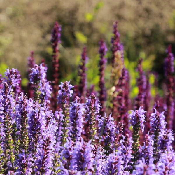 Yaz Şehir Parkı içinde güzel lavanta açık. Seçilen odak.