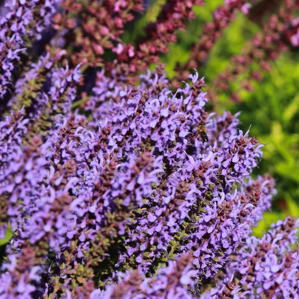 Lavanda púrpura fresca — Foto de Stock