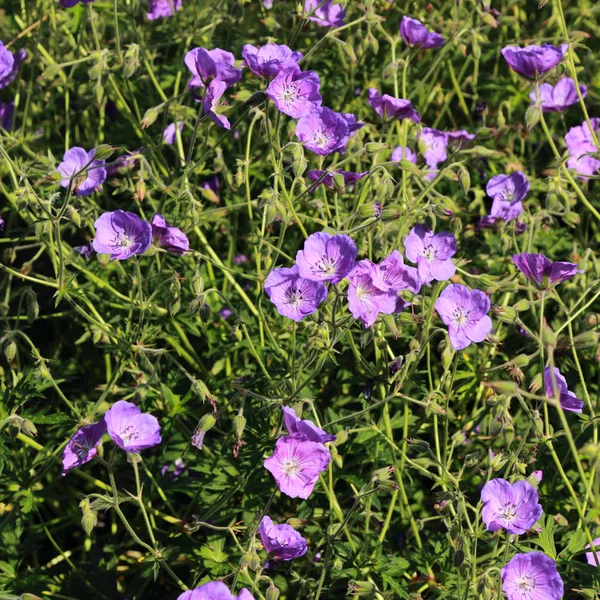 Flowers Close Background — Stock Photo, Image