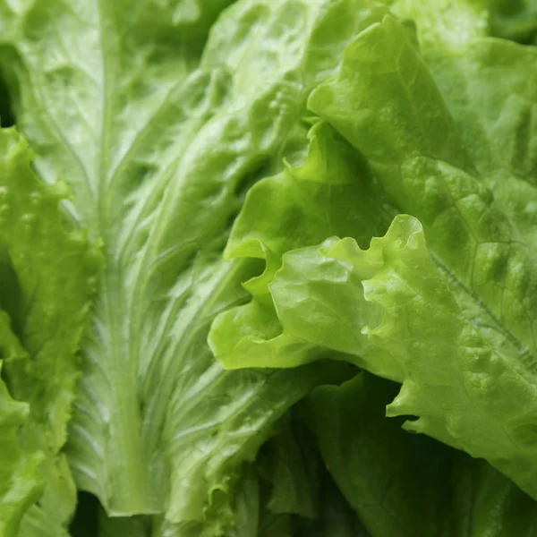 Stüdyo yansıma yeşil salata doku seçilen odak.