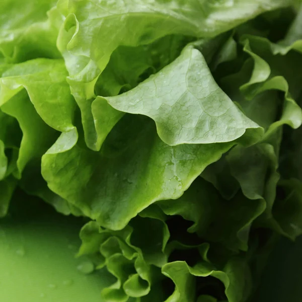 Stüdyo yansıma yeşil salata doku seçilen odak.