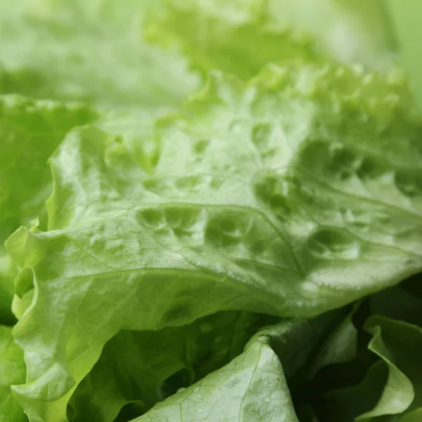 Stüdyo yansıma yeşil salata doku seçilen odak.