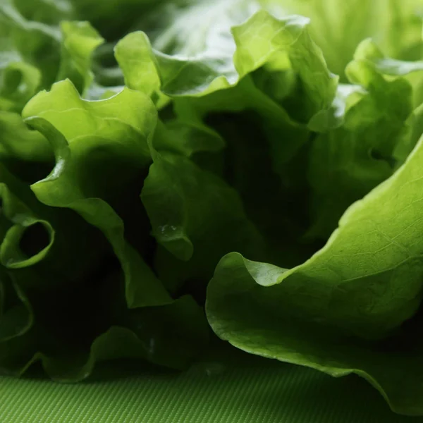 選択したフォーカスでグリーン サラダ テクスチャのスタジオ画像 — ストック写真