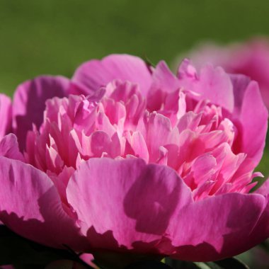 Bahçedeki şakayık çiçeğini kapat. 