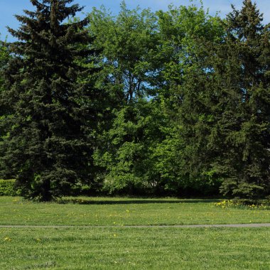 Açık havada köknar ağaçlarının seçili odak resmi