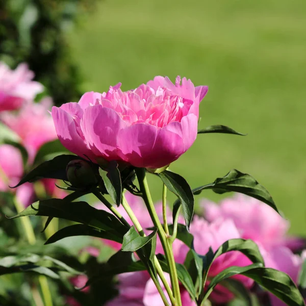 庭の牡丹の花を閉じて — ストック写真