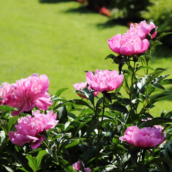 庭の牡丹の花を閉じて — ストック写真