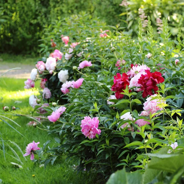 Primer Plano Flores Peonía Jardín — Foto de Stock