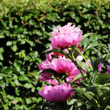 Güzel Şakayık çiçekleri açık