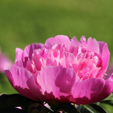 Güzel Şakayık çiçekleri açık