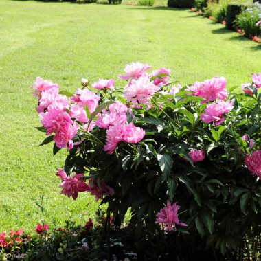 Güzel Şakayık çiçekleri açık