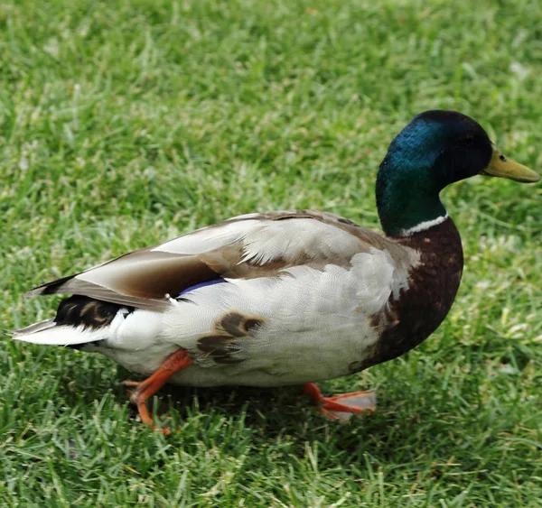 Close Goose Walking Green Grass — стоковое фото