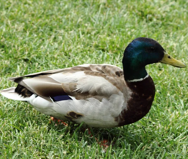Close Goose Walking Green Grass — стоковое фото