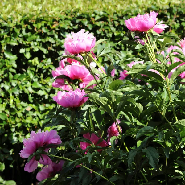 屋外の美しい牡丹の花 — ストック写真