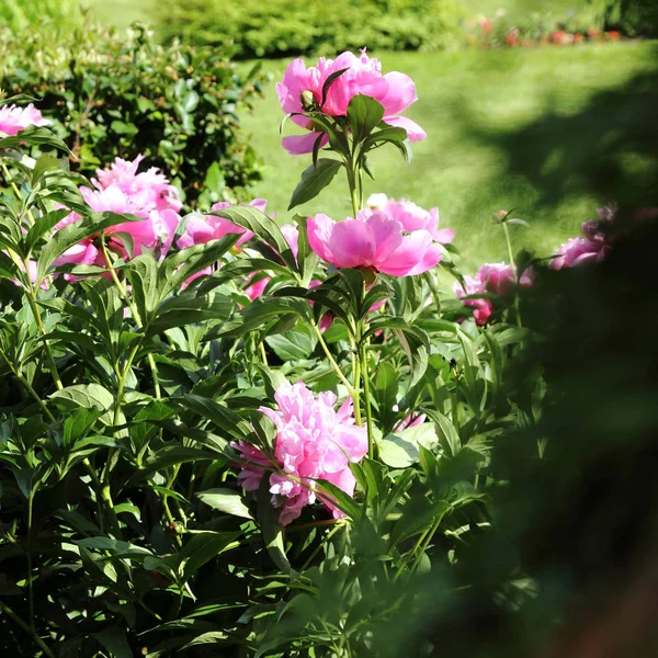 Vacker Pion Blommor Utomhus — Stockfoto