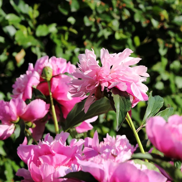 Vacker Pion Blommor Utomhus — Stockfoto