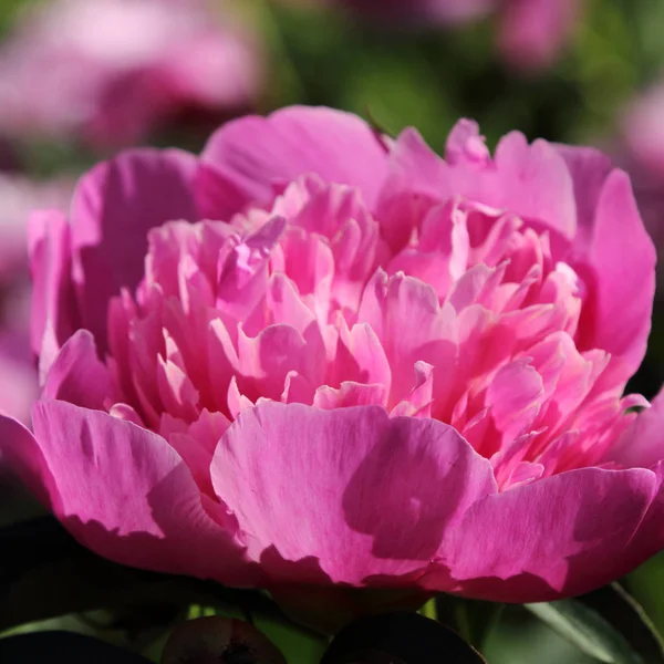 Bellissimi Fiori Peonia All Aperto — Foto Stock