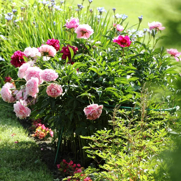 Hermosas Flores Peonía Aire Libre — Foto de Stock