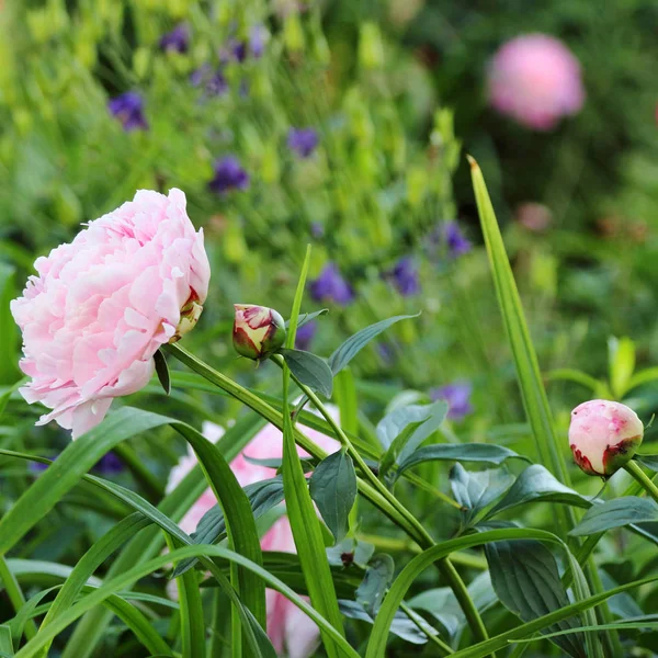 Hermosas Flores Peonía Aire Libre — Foto de Stock