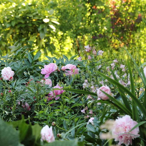 Beautiful Peony Flowers Outdoor — Stock Photo, Image