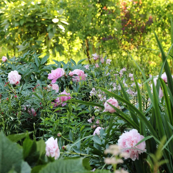 Beautiful Peony Flowers Outdoor — Stock Photo, Image