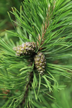 Kürk ağacının seçilmiş odak görüntüsü açık