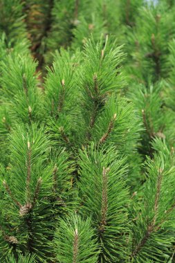 Kürk ağacının seçilmiş odak görüntüsü açık