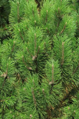 Kürk ağacının seçilmiş odak görüntüsü açık