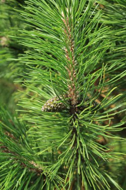 Kürk ağacının seçilmiş odak görüntüsü açık