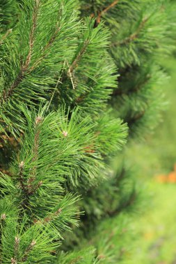 Kürk ağacının seçilmiş odak görüntüsü açık