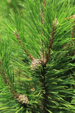 Kürk ağacının seçilmiş odak görüntüsü açık