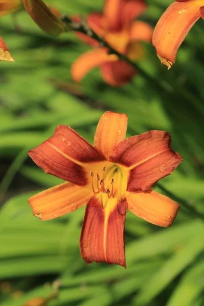 Красиві Лілійні Квіти Відкриті — стокове фото