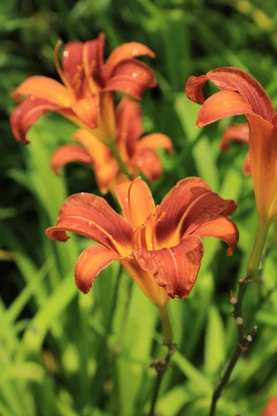 Imagem Foco Selecionado Encantador Flores Lírio Livre — Fotografia de Stock