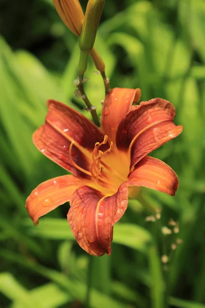 Lilly Çiçekler Açık Güzel Seçilmiş Odak Görüntüsü — Stok fotoğraf