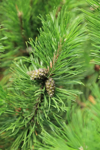 Kürk ağacının seçilmiş odak görüntüsü açık