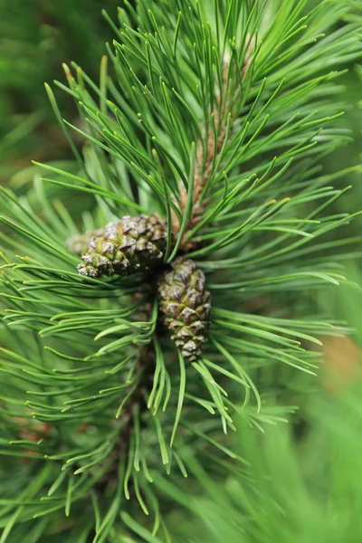 Selected Focus Image Fur Tree Outdoor — Stock Photo, Image