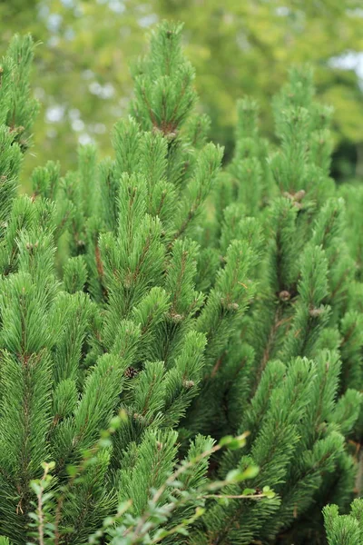 Geselecteerde Focus Afbeelding Van Bont Boom Buiten — Stockfoto