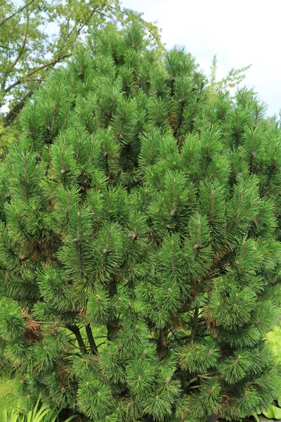 Immagine Messa Fuoco Selezionata Albero Pelliccia All Aperto — Foto Stock