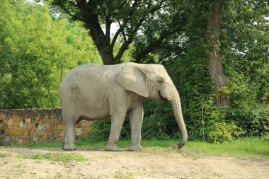 Varşova, Polonya - 3 Ağustos 2017: Varşova Hayvanat Bahçesi'nde sevimli hayvan, Polonya