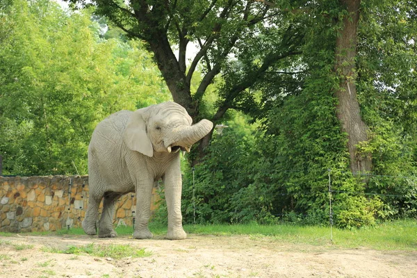 Warschau Polen August 2017 Schönes Tier Warschauer Zoo Polen — Stockfoto