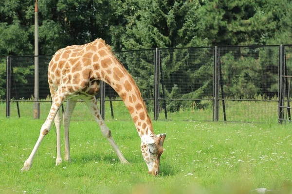 Garantia Polónia Julho 2017 Girafa Zoológico Varsóvia Polônia — Fotografia de Stock